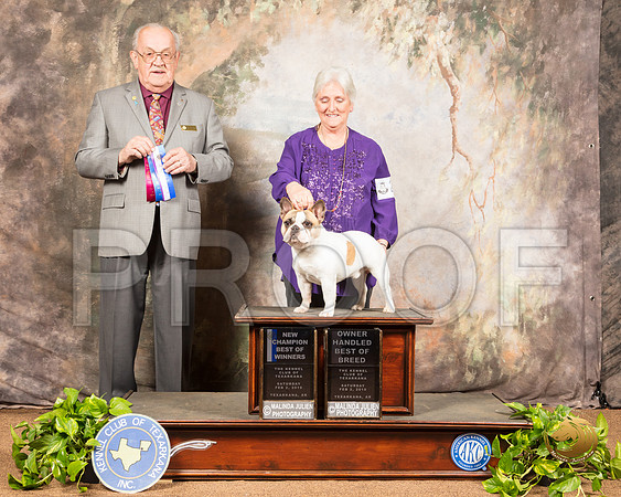 French Bulldog #23 Sun OHBOB BOW Maj NCh Judge Col Purkhiser_SSR_0339-TXRKNA2019-HR3