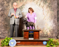 French Bulldog #5 Sat BOB Judge Col Purkhiser