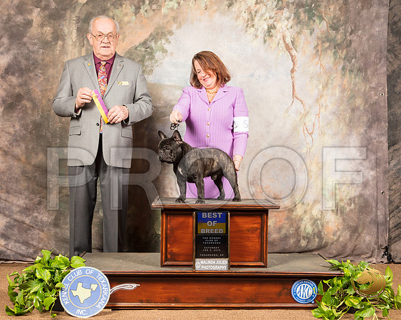 French Bulldog #5 Sat BOB Judge Col Purkhiser_SSR_0344-TXRKNA2019-HR3