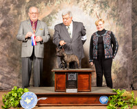 French Bulldog #8 Sat BOS Maj Judge Col Purkhiser