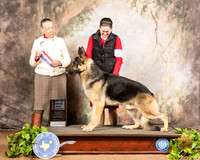 German Shepherd Dog #21 Sat BOS Maj NCh Judge Carolyn A Herbel