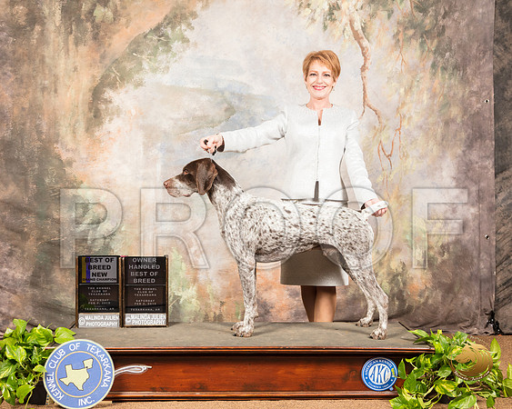 German Shorthair Pointer #11 Sat BOB NGrCh Judge Gloria Kerr_SSR_0354-TXRKNA2019-HR3
