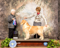 Golden Retriever #19 Sat WD Judge Gloria Kerr