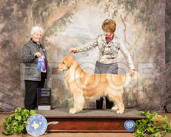 Golden Retriever #19 Sat WD Judge Gloria Kerr_SSR_0346-TXRKNA2019-HR3