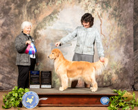 Golden Retriever #22 Sat BOW Judge Gloria Kerr