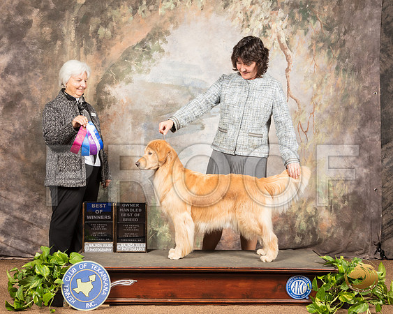 Golden Retriever #22 Sat BOW Judge Gloria Kerr_SSR_0351-TXRKNA2019-HR3