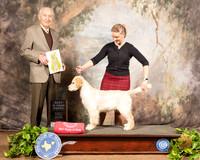 Golden Retriever #8 Sat BPIS Judge Roger Hartinger