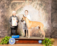 Great Dane #J400 Sat Best Jr Judge Gloria Kerr