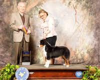 Miniature American Shepherd #10 Sat BOB Judge Roger Hartinger