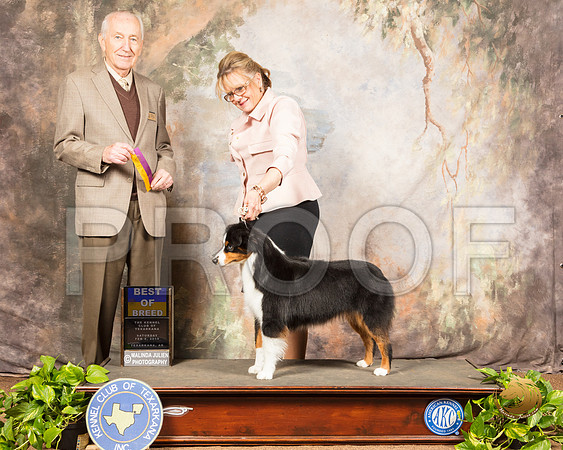 Miniature American Shepherd #10 Sat BOB Judge Roger Hartinger_SSR_0376-TXRKNA2019-HR3