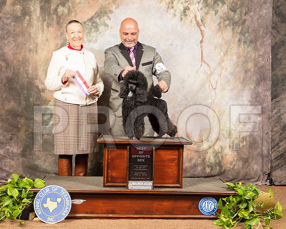 Poodle Miniature #6 Sat Judge Carolyn A Herbel_SSR_0385-TXRKNA2019-HR3