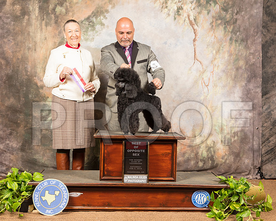 Poodle Miniature #6 Sat Judge Carolyn A Herbel_SSR_0386-TXRKNA2019-HR3