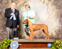 Rhodesian Ridgeback #16 Sat BOW Judge Dr Donald Gill