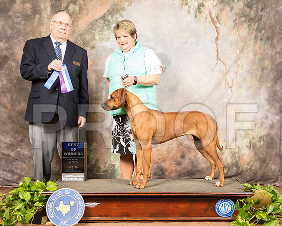Rhodesian Ridgeback #16 Sat BOW Judge Dr Donald Gill_SSR_0369-TXRKNA2019-HR3