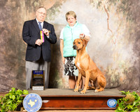 Rhodesian Ridgeback #5 sat BOB Judge Dr Donald Gill