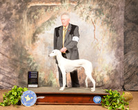 Saluki #8 Sat WB