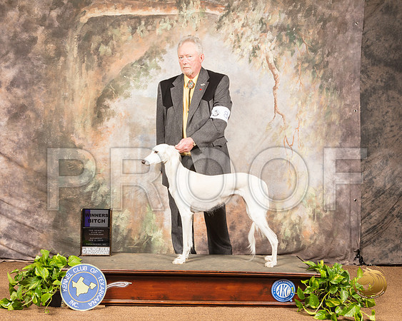 Saluki #8 Sat WB_SSR_0429-TXRKNA2019-HR3