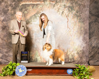 Shetland Sheepdog #15 Sat BOB Judge Roger Hartinger