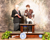 Toy Fox Terrier #17 Sat  Judge Murrel Purkhiser