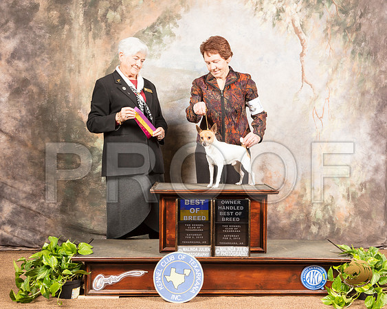 Toy Fox Terrier #17 Sat  Judge Murrel Purkhiser_SSR_0304-TXRKNA2019-HR3