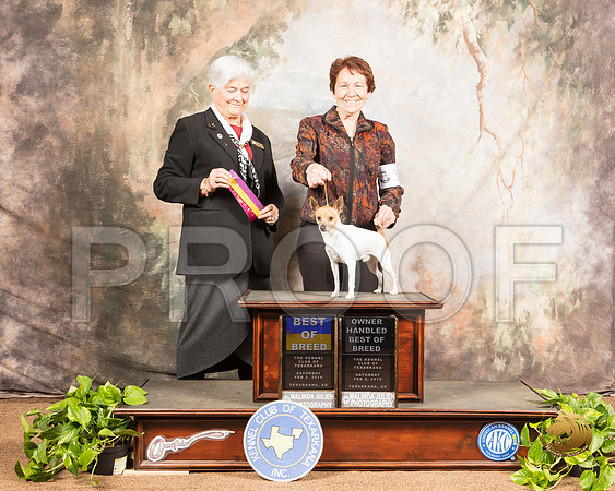 Toy Fox Terrier #17 Sat  Judge Murrel Purkhiser_SSR_0305-TXRKNA2019-HR3