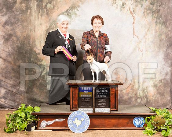 Toy Fox Terrier #17 Sat  Judge Murrel Purkhiser_SSR_0306-TXRKNA2019-HR3