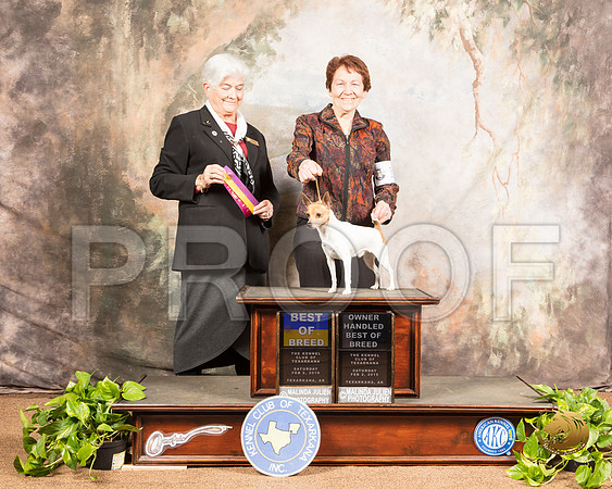 Toy Fox Terrier #17 Sat  Judge Murrel Purkhiser_SSR_0307-TXRKNA2019-HR3