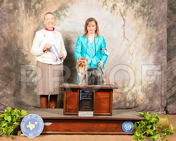 Yorkshire Terrier #17 Sat BOW NCh Judge Carolyn A Herbel_SSR_0380-TXRKNA2019-HR3