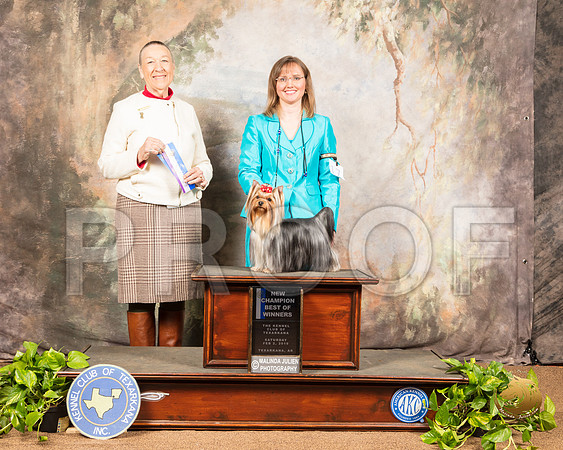 Yorkshire Terrier #17 Sat BOW NCh Judge Carolyn A Herbel_SSR_0383-TXRKNA2019-HR3