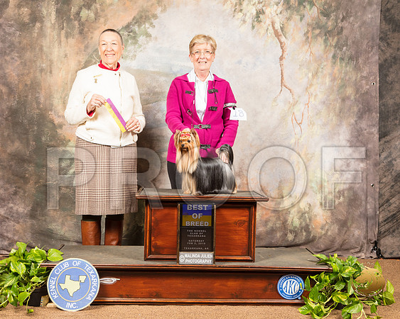 Yorkshire Terrier #18 Sat BOB Judge Carolyn A Herbel_SSR_0392-TXRKNA2019-HR3