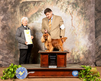 Cavalier King Charles Spaniel #19 Sat G3 Judge Gloria Kerr