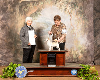 Chihuahua Smooth #7 Sat G4 Judge Gloria Kerr