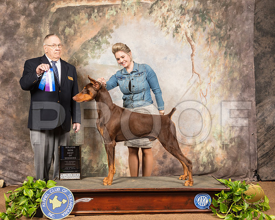 Doberman Pinscher #15 Sat BOW Maj Judge Dr Donald Gill_SSR_0459-TXRKNA2019-HR3