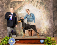 Doberman Pinscher #32 Sat WB Maj Judge Dr Donald Gill