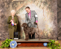 Portugese Water Dog #12 Sat BOB Judge Paula Hartinger