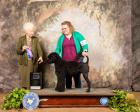 Portugese Water Dog #7 WD Sat Judge Paula Hartinger