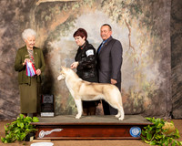 Siberian Husky #14 Sat BOS Maj Judge Paula Hartinger