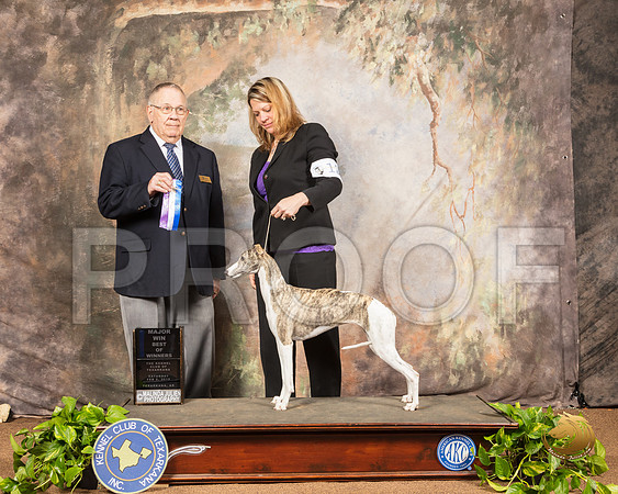 Whippet #12 Sat BOW Maj Judge Dr Donald Gill_SSR_0455-TXRKNA2019-HR3