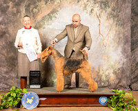Airedale Terrier #5 Sat G4 Judge Carolyn Herbel