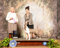 American Staffordshire Terrier #10 Sat WB Judge Carolyn Herbel