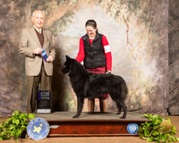 Belgian Sheepdog #12 Sat WB Maj Judge Roger Hartinger