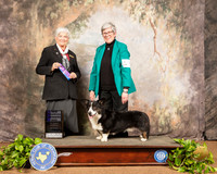 Cardigan Welsh Corgi #5 Sat Judge Murrel Purkhiser