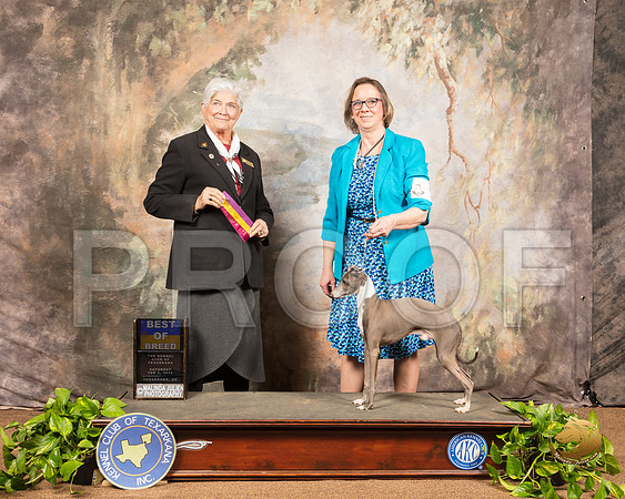 Italian Greyhound #7 Sat BOB Judge Murrel Purkhiser_SSR_0533-TXRKNA2019-HR3