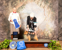 Norwich Terrier #9 Sat G1 Judge Carolyn Herbel