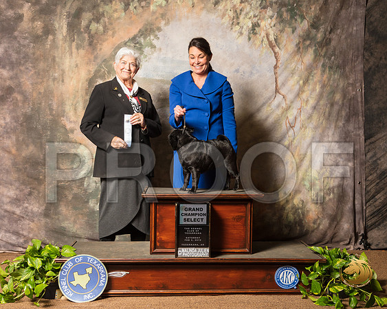 Pug Sat NGr Select Judge Murrel Purkhiser_SSR_0519-TXRKNA2019-HR3