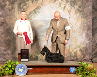 Scottish Terrier #6 Sat G2 Judge Carolyn Herbel