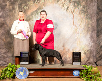 Staffordshire Bull Terrier #5 OHBOB WD Judge Carolyn Herbel