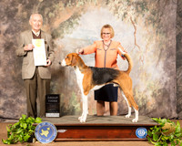 American Foxhound #5 Sat G4 Judge Roger Hartinger