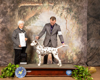 Dalmatian #6 Sat G4 Judge Gloria Kerr
