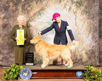 Golden Retriever #9 Sat G3 Judge Paula Hartinger